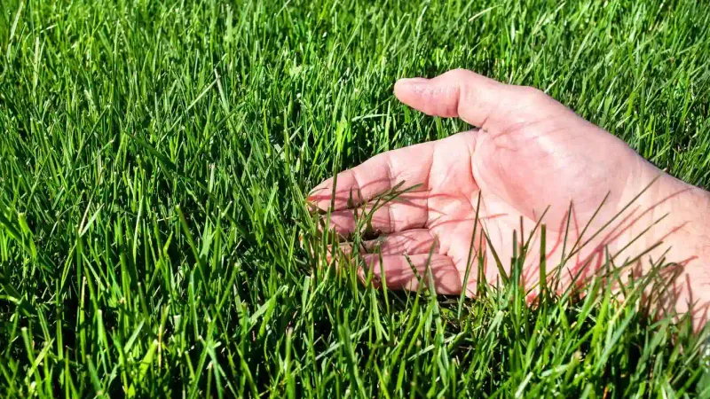 How short is too short for tall fescue?
