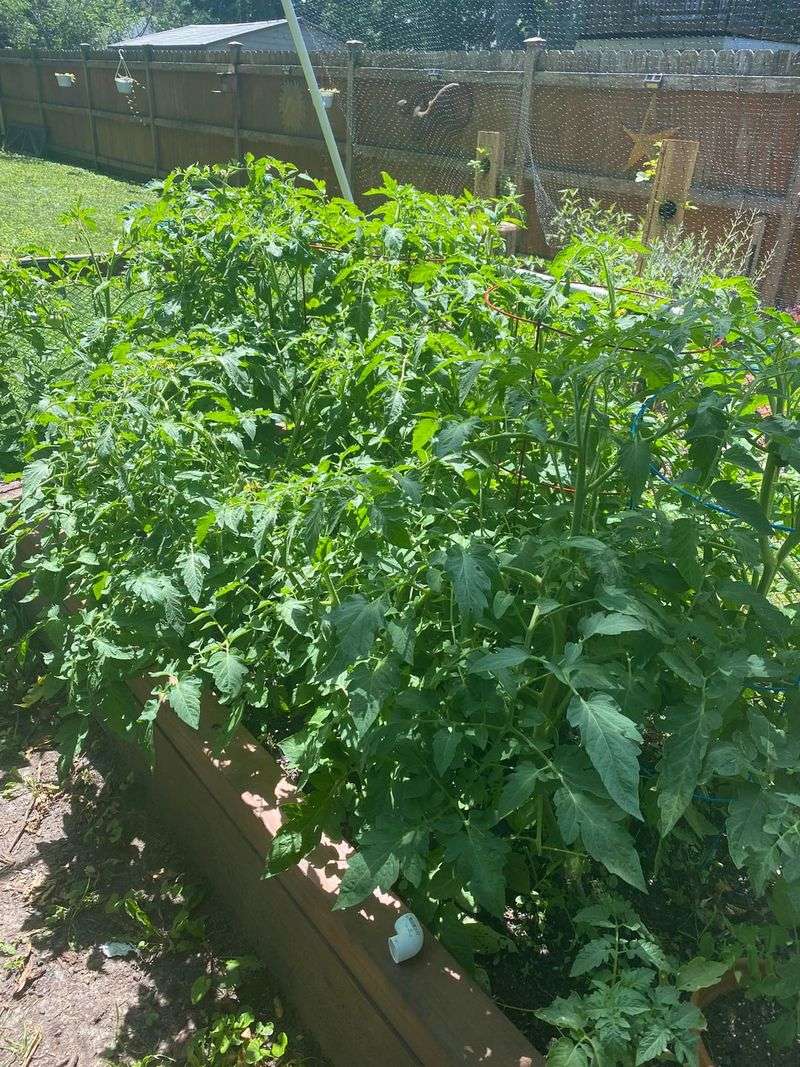 Crowding Plants Until Air Cannot Move