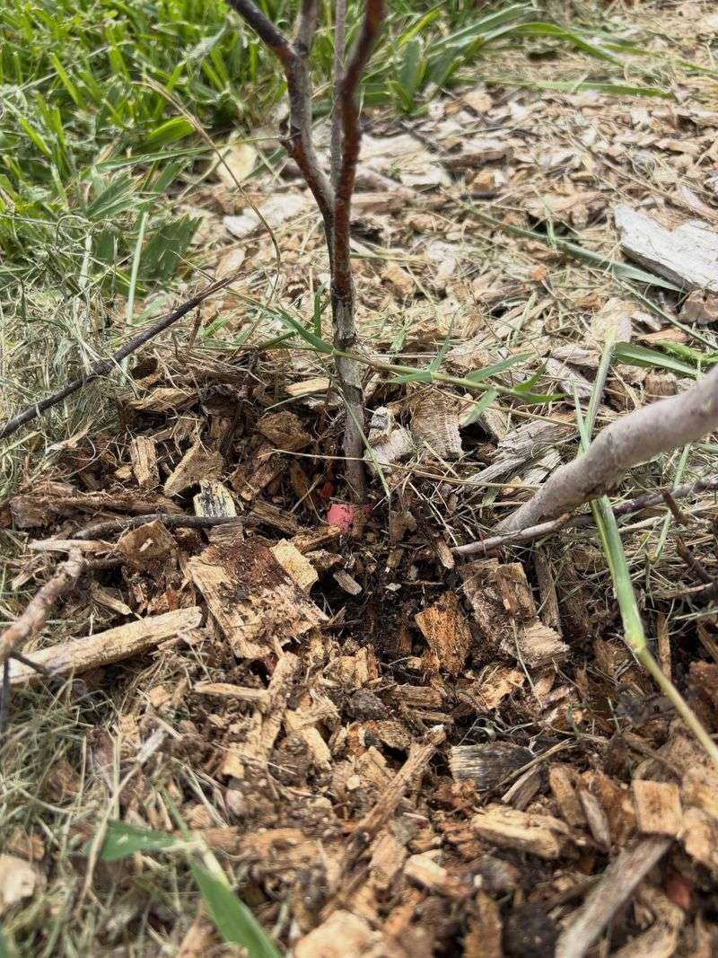 Check the site before blaming the pruning