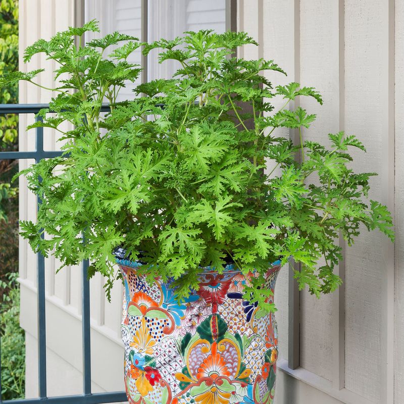 Citronella Grass