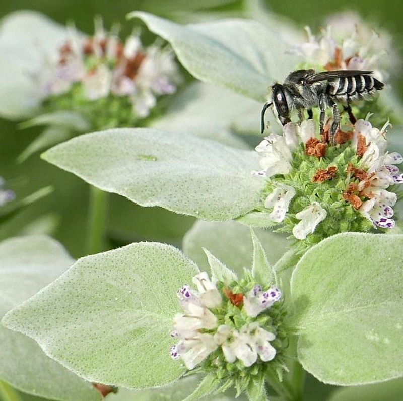 Clustered mountain mint is a documented pollinator standout