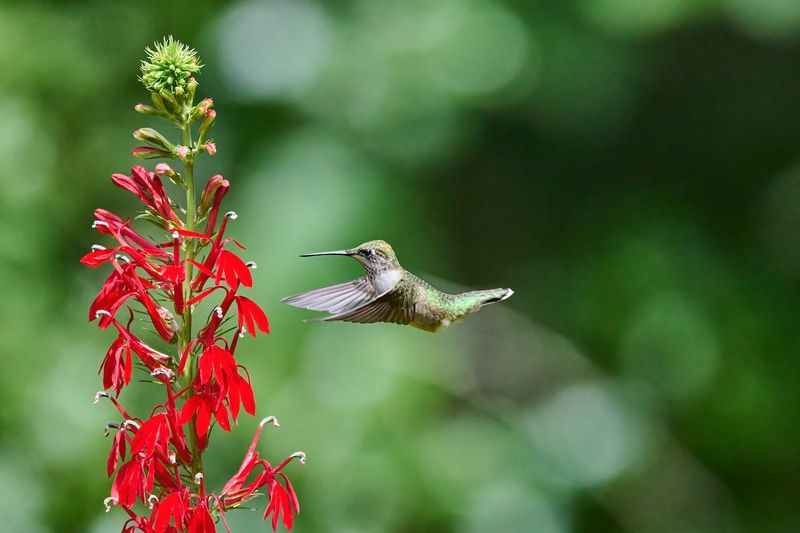 Build the wider habitat that brings hummingbirds back