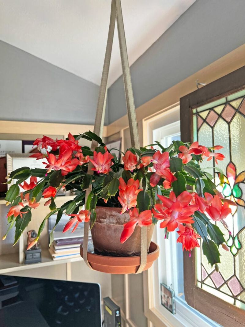 Flowering temperatures are a guide, not a diagnosis