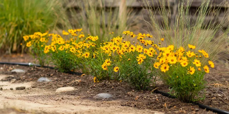Coreopsis (Coreopsis spp.)