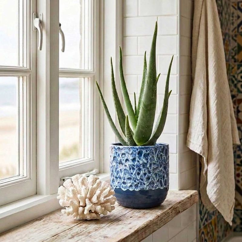 Aloe Vera