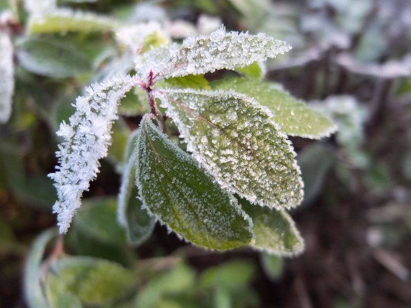Cold Can Kill Buds While Leaves Survive