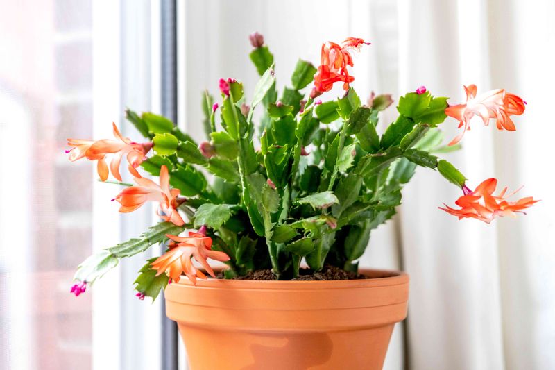 Use bright filtered light and cooler nights