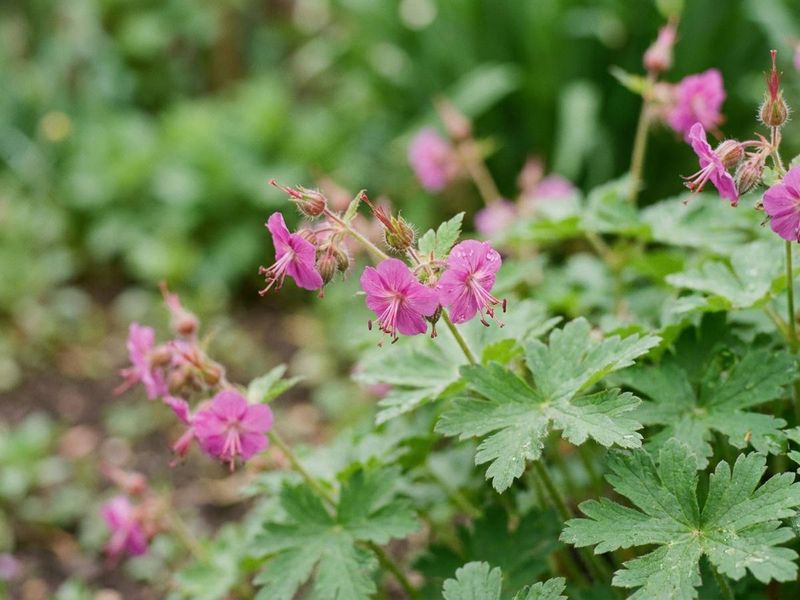 Hardy Geraniums (Bigroot Geranium)