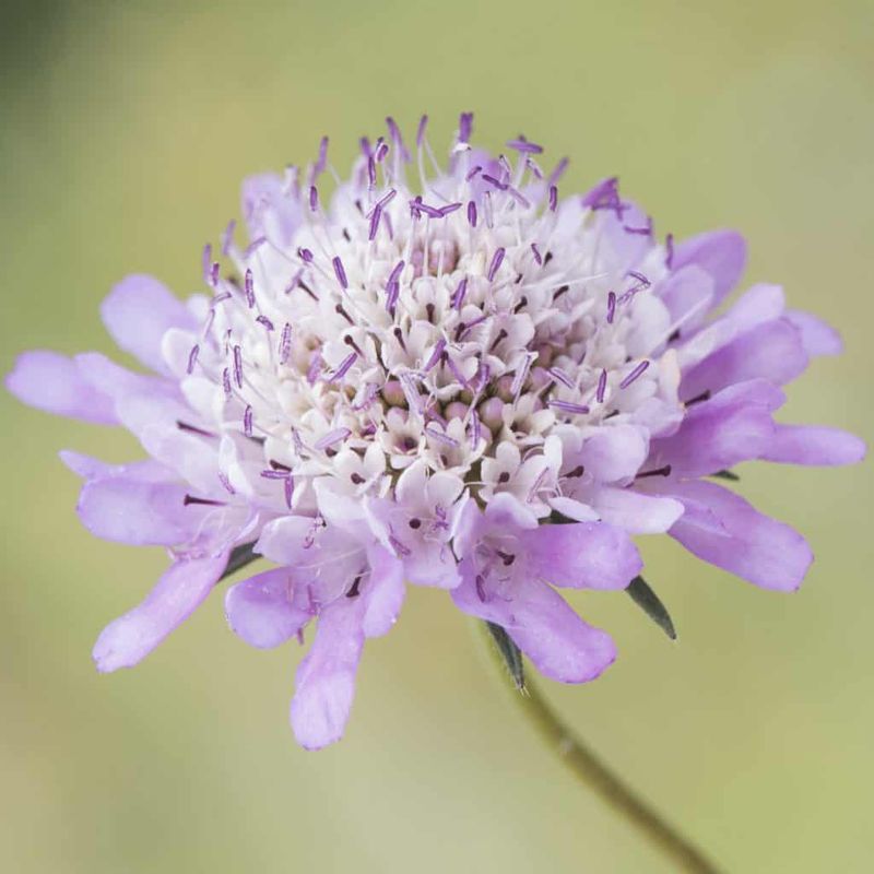 Pincushion Flower