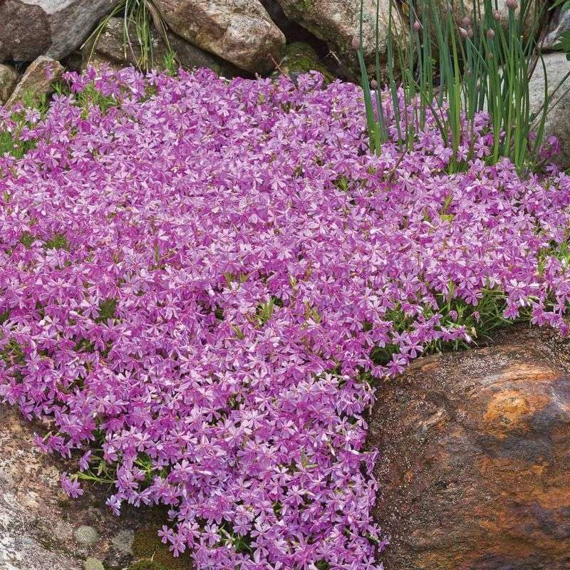 Moss Phlox