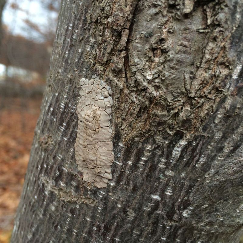 How to recognize a spotted lanternfly egg mass