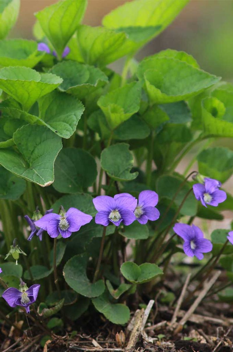 Violets