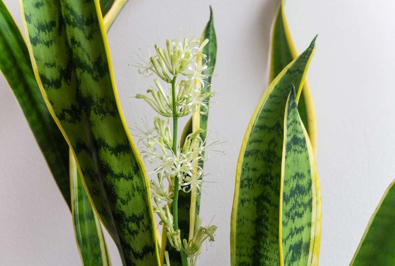 Let the rare bloom be surprising, not frightening
