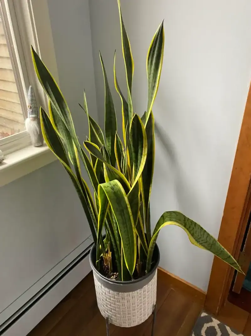 Firm leaves may reflect balance, light, or normal growth