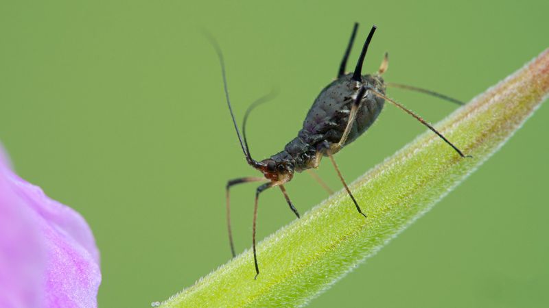Monitor and Manage Pests and Diseases
