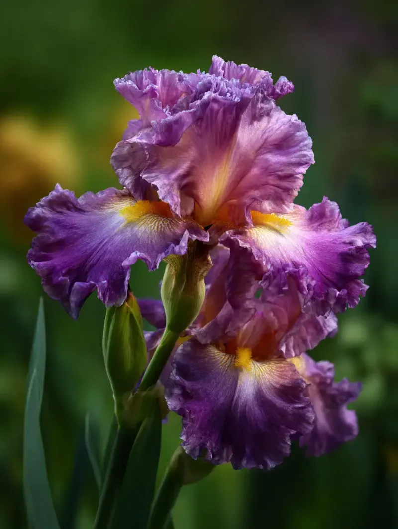 Bearded Iris