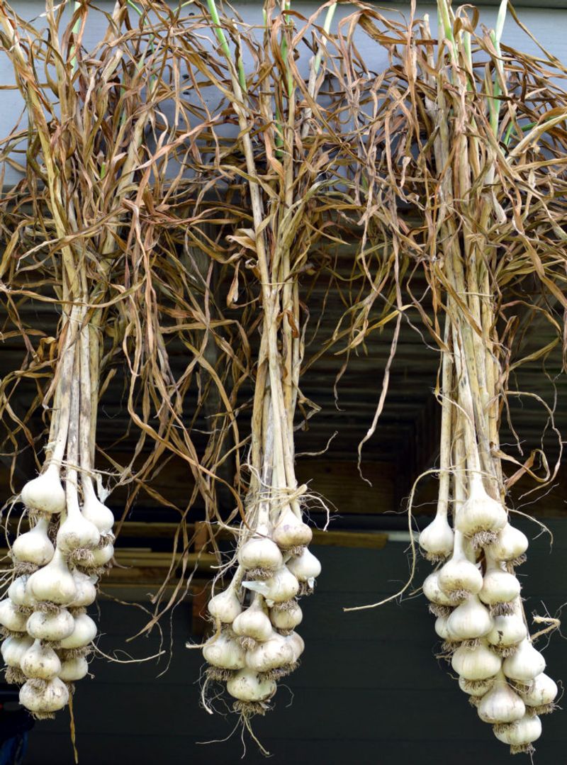 Harvest and cure bulbs when they are ready