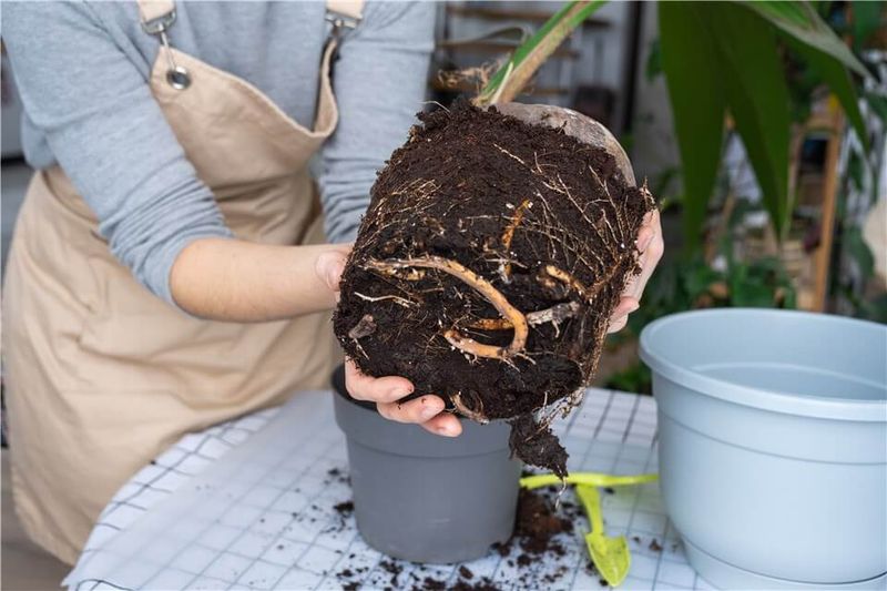 Healthy roots matter even when the plant is somewhat pot-bound