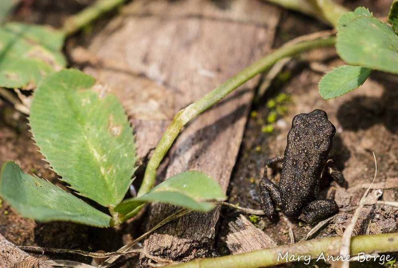 The toad is probably reading the bed, not ruining it