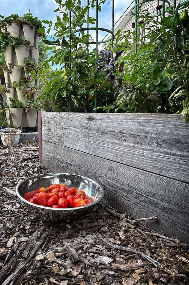 Tomatoes