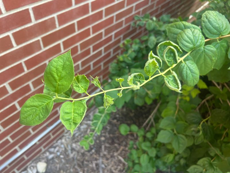 Recent fertilizer, salt, or spray can explain damaged leaves