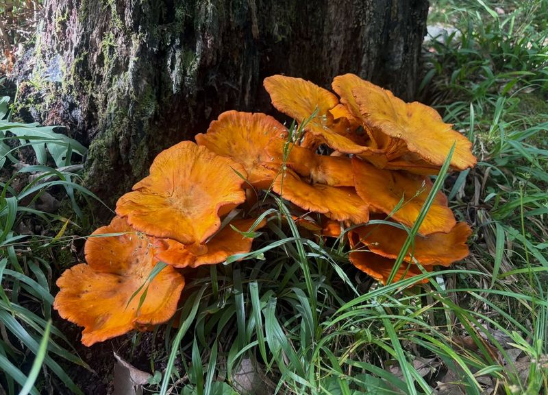 Jack-O'-Lantern Mushroom (Omphalotus illudens)