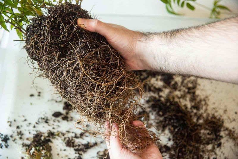 Loosen the Root Ball Before Planting