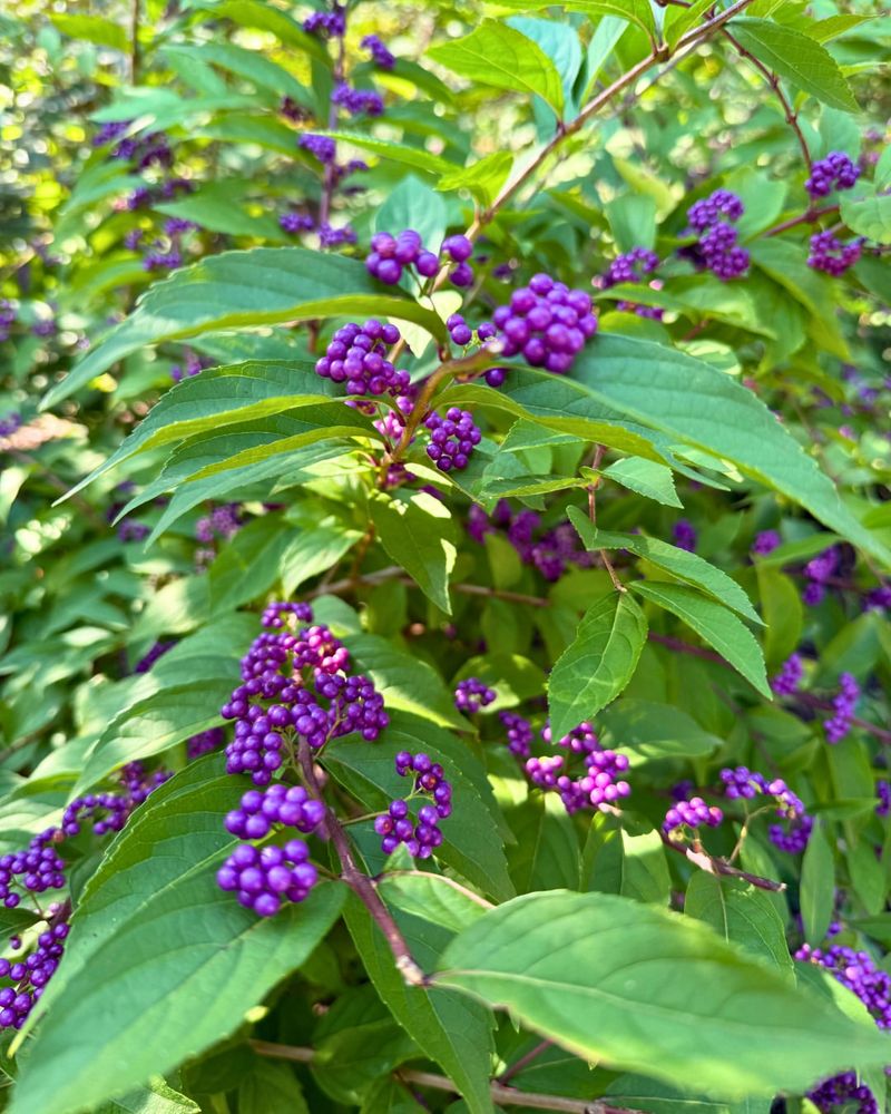 American Beautyberry