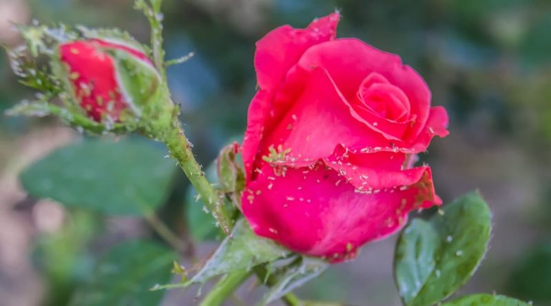Measure the rose, not an imaginary bird quota