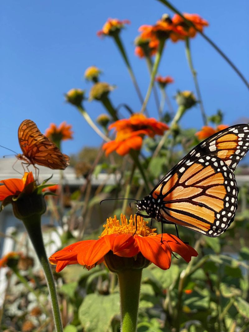 Add: Mexican Sunflower (Tithonia rotundifolia)