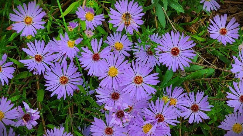 Asters (Symphyotrichum spp.)