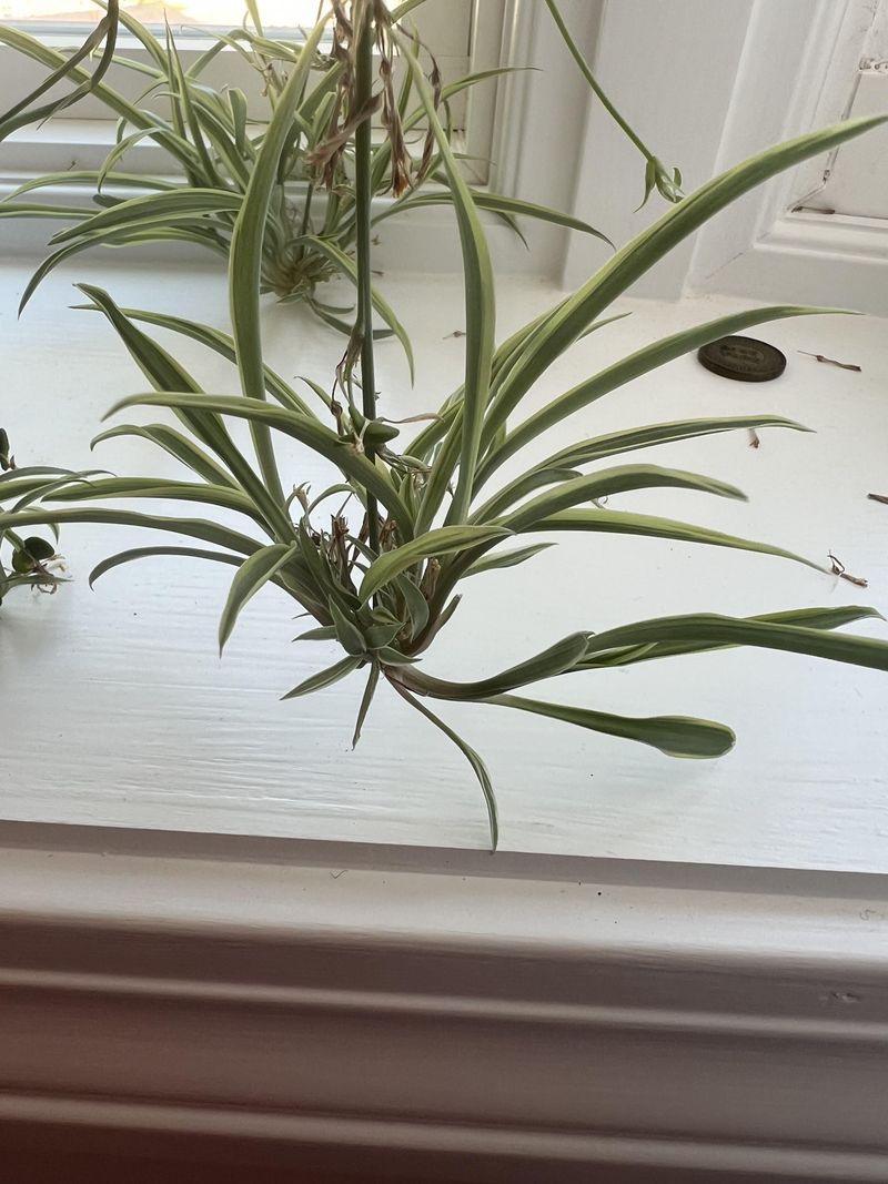Slow Growth and No Spiderettes