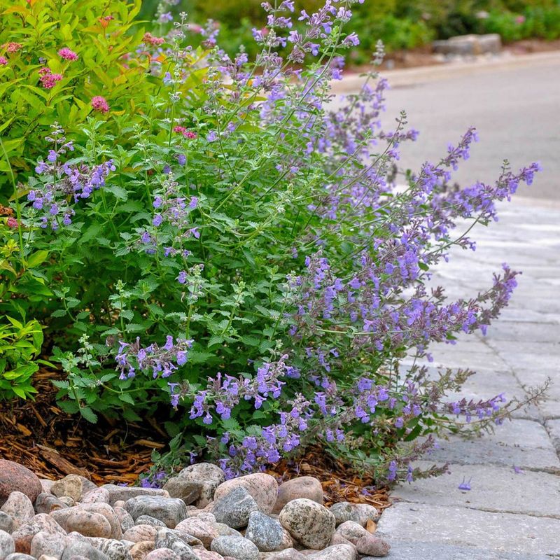 'Walker's Low' Catmint (Nepeta)
