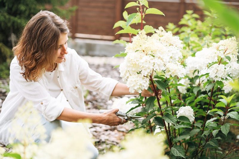 Use restrained cuts to preserve the flowering framework