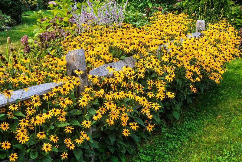 Black-Eyed Susans