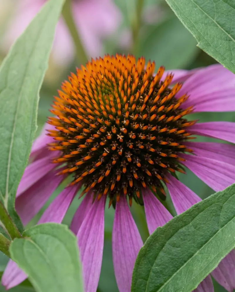 Purple Coneflower (Echinacea purpurea)