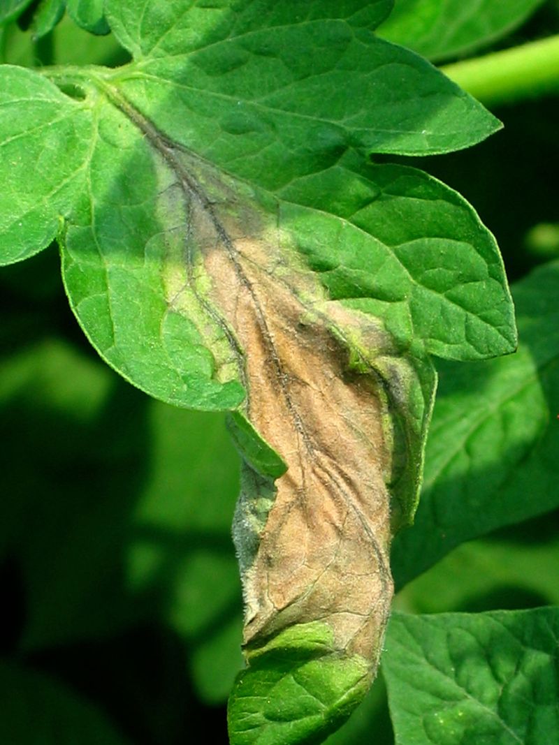 Late Blight