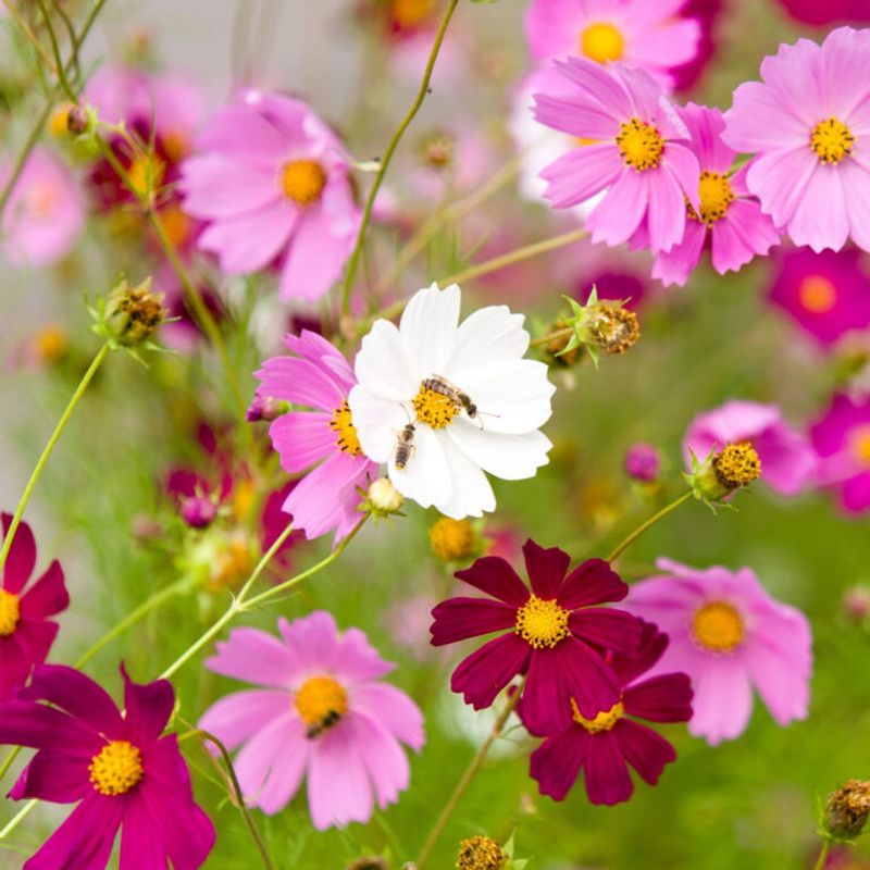 Cosmos