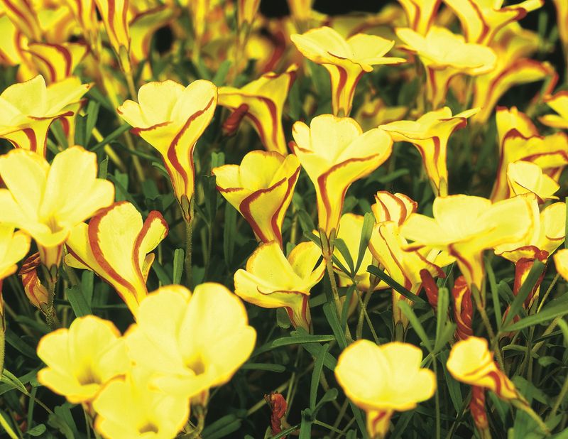 Oxalis versicolor 'Golden Cape'