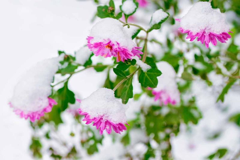 Leave in-ground stems standing through winter