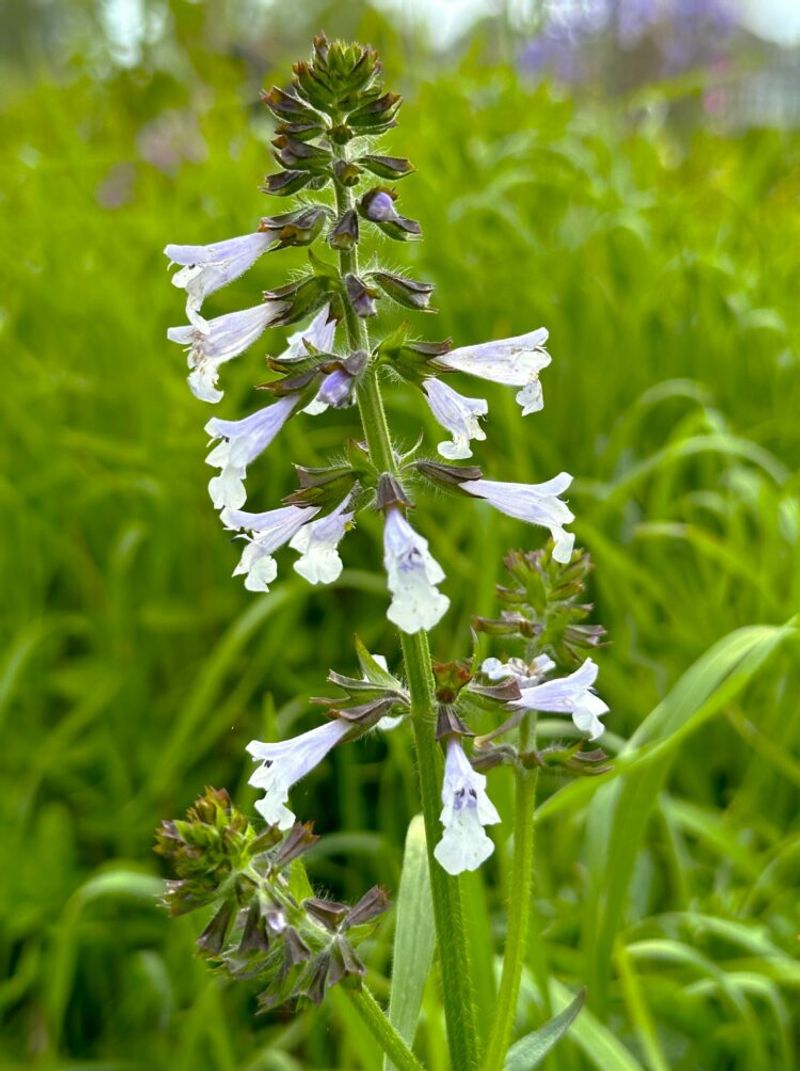 Lyreleaf Sage (Salvia lyrata)