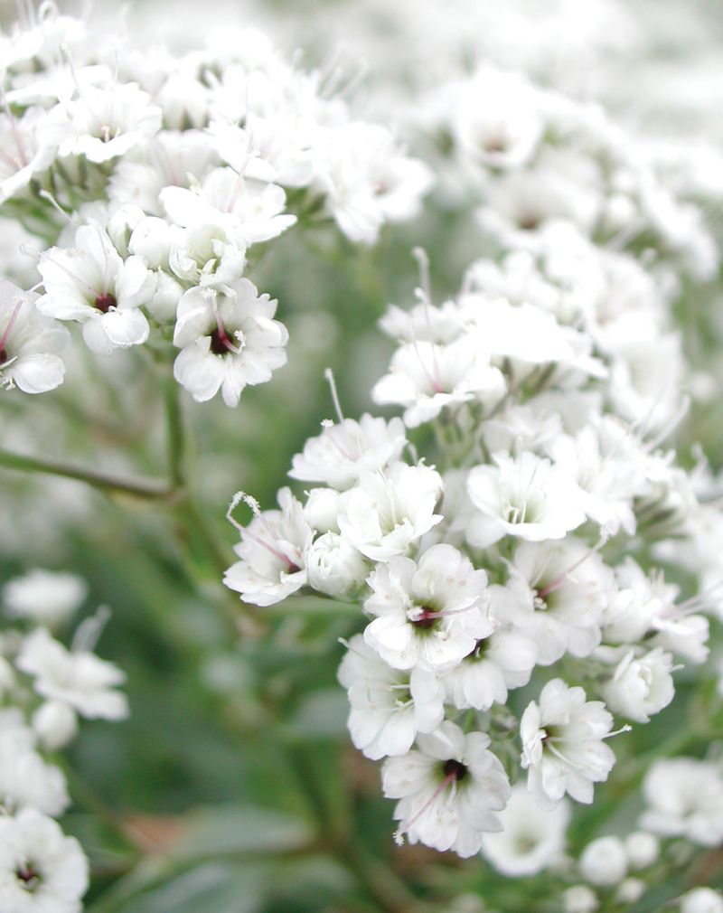Festival Star Gypsophila (Baby's Breath)