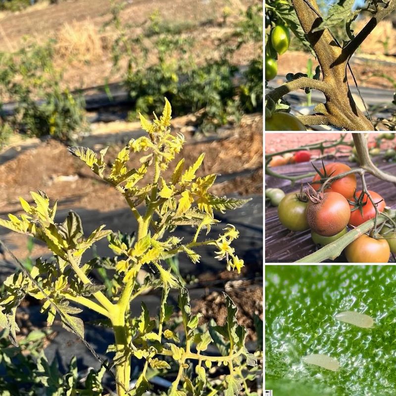 Tomato Russet Mites