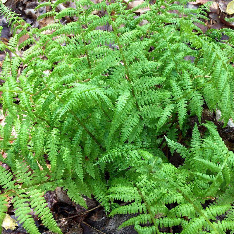 Southern Lady Fern (Athyrium asplenioides)