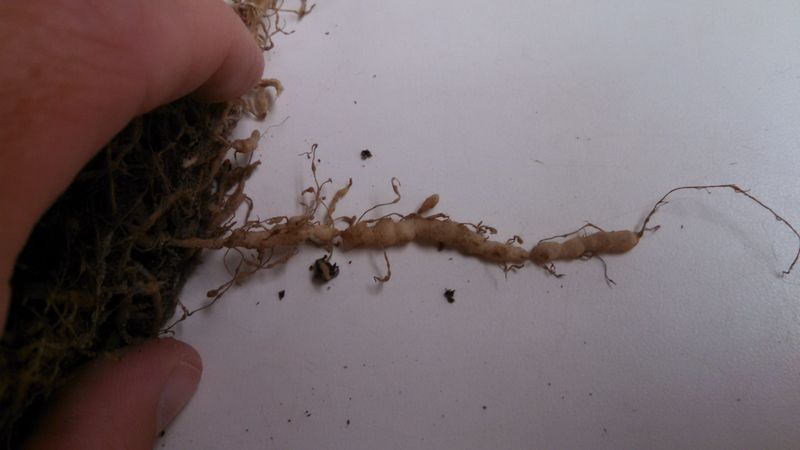 Confirm nematodes before blaming them for sick plants