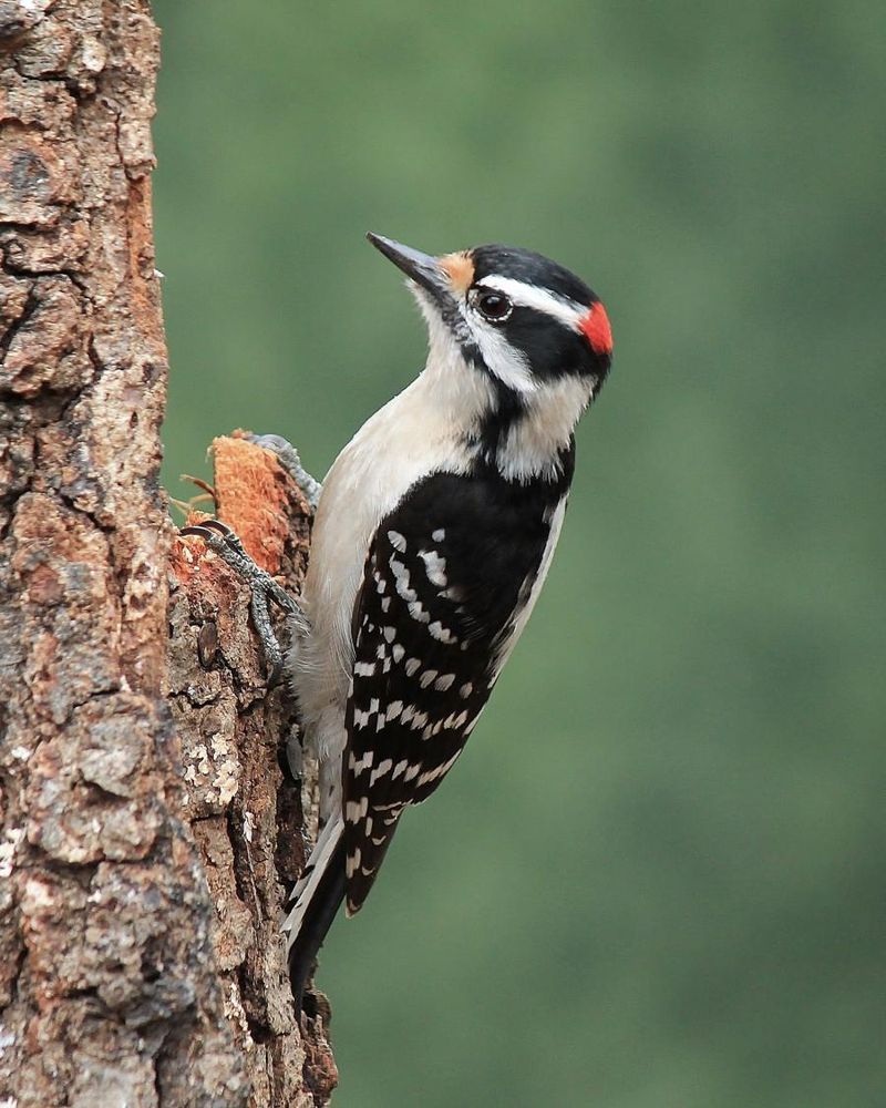 Woodpeckers