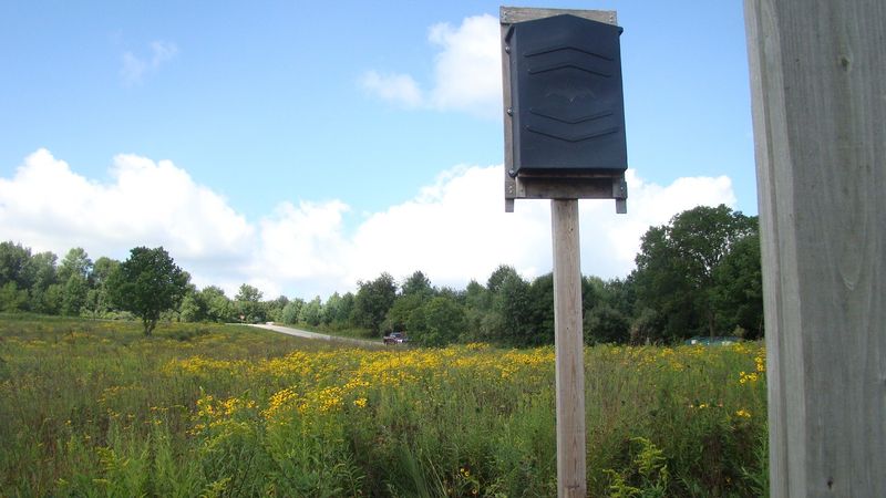 Does a bat overhead mean fewer bites in your yard?