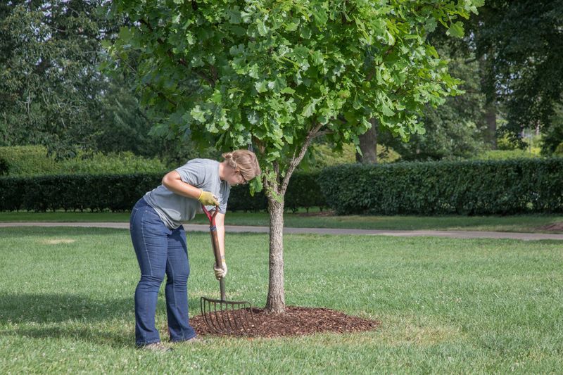 Add Mulch to Surrounding Beds