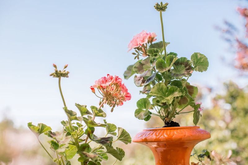 Choose Deep, Narrow Pots Over Wide Shallow Ones