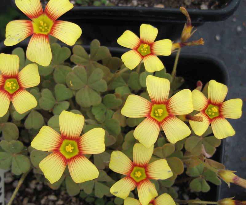 Oxalis obtusa